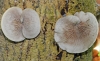 False Oyster (Panellus stipticus)