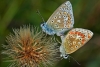 Common Blues