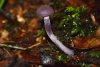 Amethyst Deceiver (Laccaria amethystina)