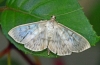 Mother Of Pearl Moth