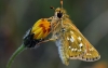 Silver Spotted Skipper