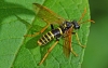 Digger Wasp