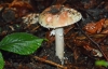 The Blusher (Amanita rubescens)