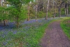 Duncliffe Wood