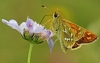 Silver Spotted Skipper