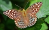 Silver Washed Fritillary (valesina)