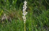 Early Purple Orchid (White Version)