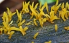 Small Stagshorn (Calocera cornea)