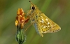 Silver Spotted Skipper