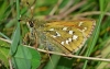 Silver Spotted Skipper