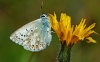 Chalk Hill Blue