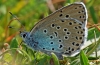 Large Blue