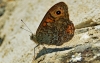 Wall Brown