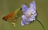 Silver Spotted Skipper