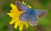 Common Blue