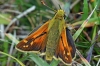 Silver Spotted Skipper