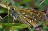 Silver Spotted Skipper