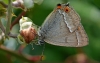 Purple Hairstreak