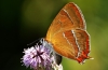 Brown Hairstreak