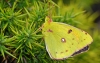 Clouded Yellow