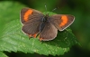 Brown Hairstreak