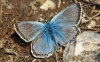 Chalk Hill Blue