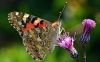 Painted Lady