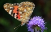 Painted Lady