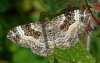 Wood Carpet Moth