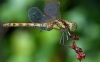 Common Darter