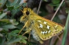 Silver Spotted Skipper