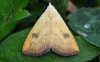 Straw Dot Moth