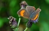 Brown Hairstreak