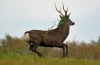 Roe Deer Stag