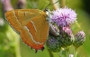 Brown Hairstreak