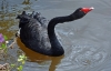 Black Swan