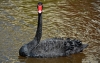 Black Swan