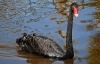 Black Swan