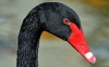 Black Swan